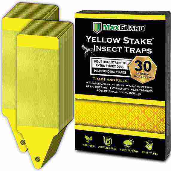 Maxguard Yellow Sticky Insect Traps