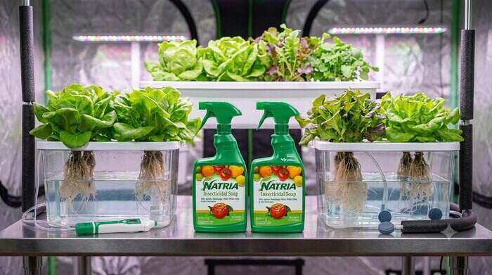 Best pH-Balanced Insecticidal Soaps for Hydroponic Lettuce and Greens