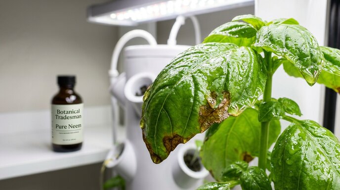 What happens if you spray too much neem oil on plants