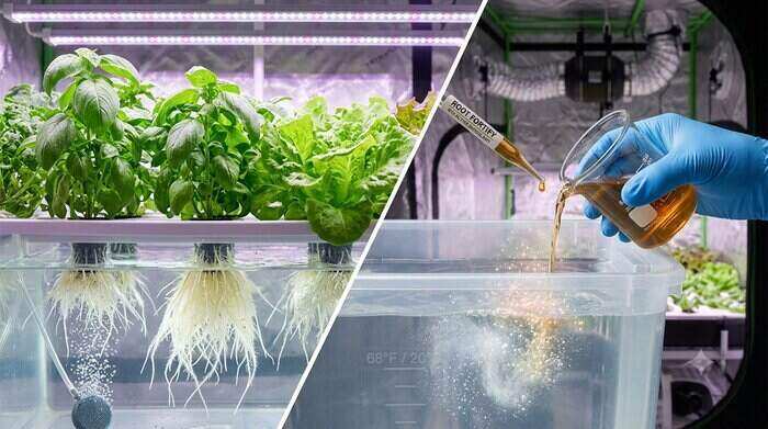 Safe Hydroponic Water Treatment for Root Health